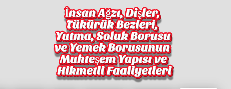 İnsan Ağzı, Dişler, Tükürük Bezleri, Yutma, Soluk Borusu ve Yemek Borusunun Muhteşem Yapısı ve Hikmetli Faaliyetleri