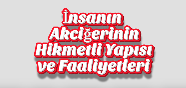 İnsanın Akciğerinin Hikmetli Yapısı ve Faaliyetleri