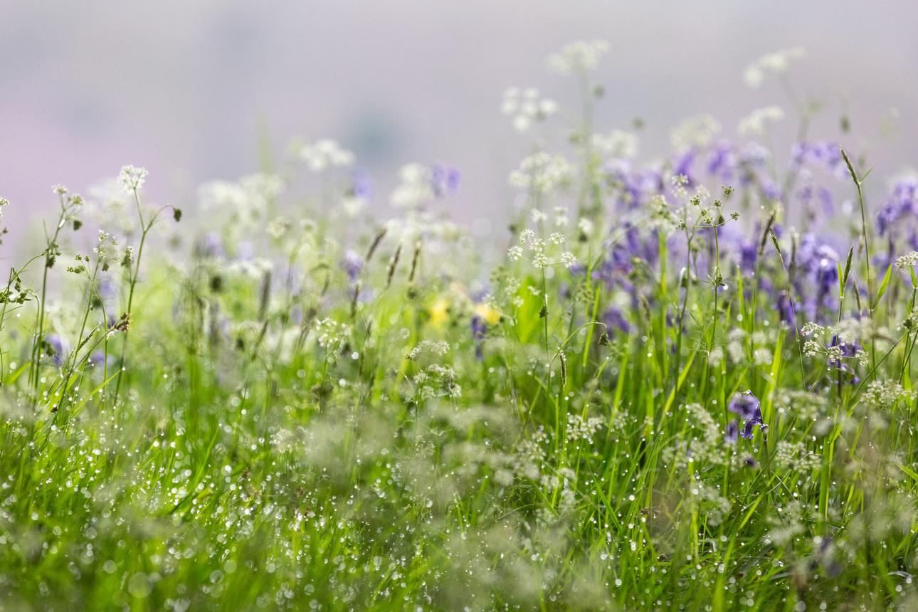 A delicate Lake District meadow sparkles in the soft early morning light of May, filled with wildflowers, fresh grasses, and spring colour.