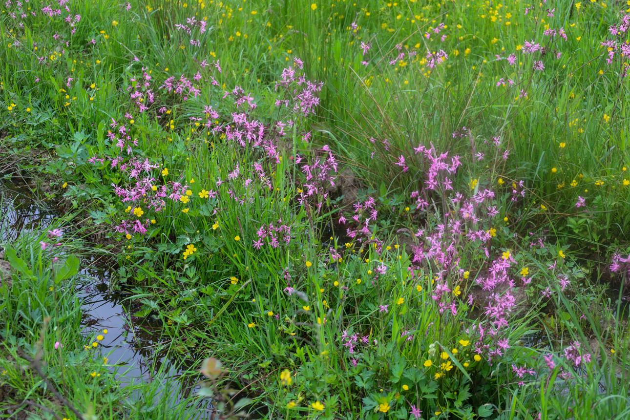 This wide-angle photograph displays a vibrant meadow with small pink and yellow wildflowers amidst tall green grass, interspersed with puddles of water.