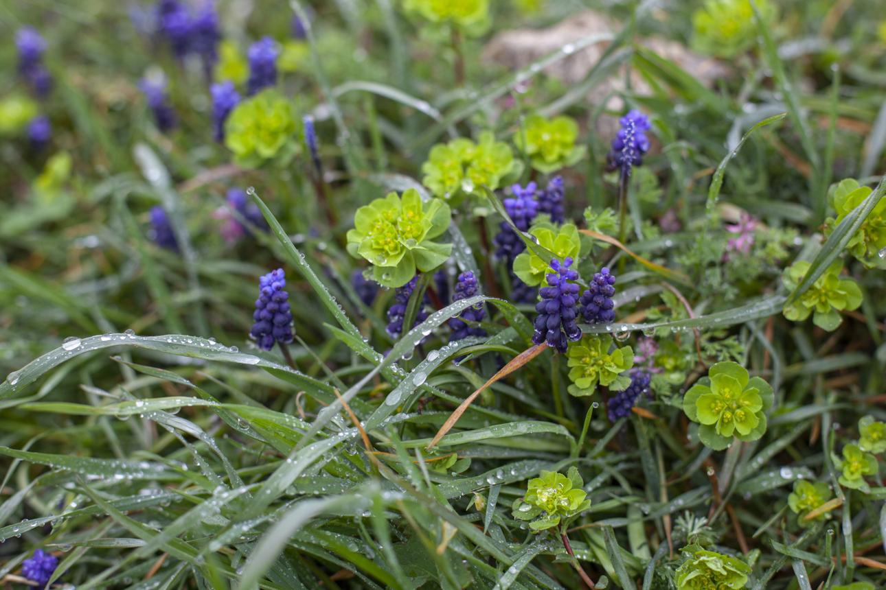 Spring flowers