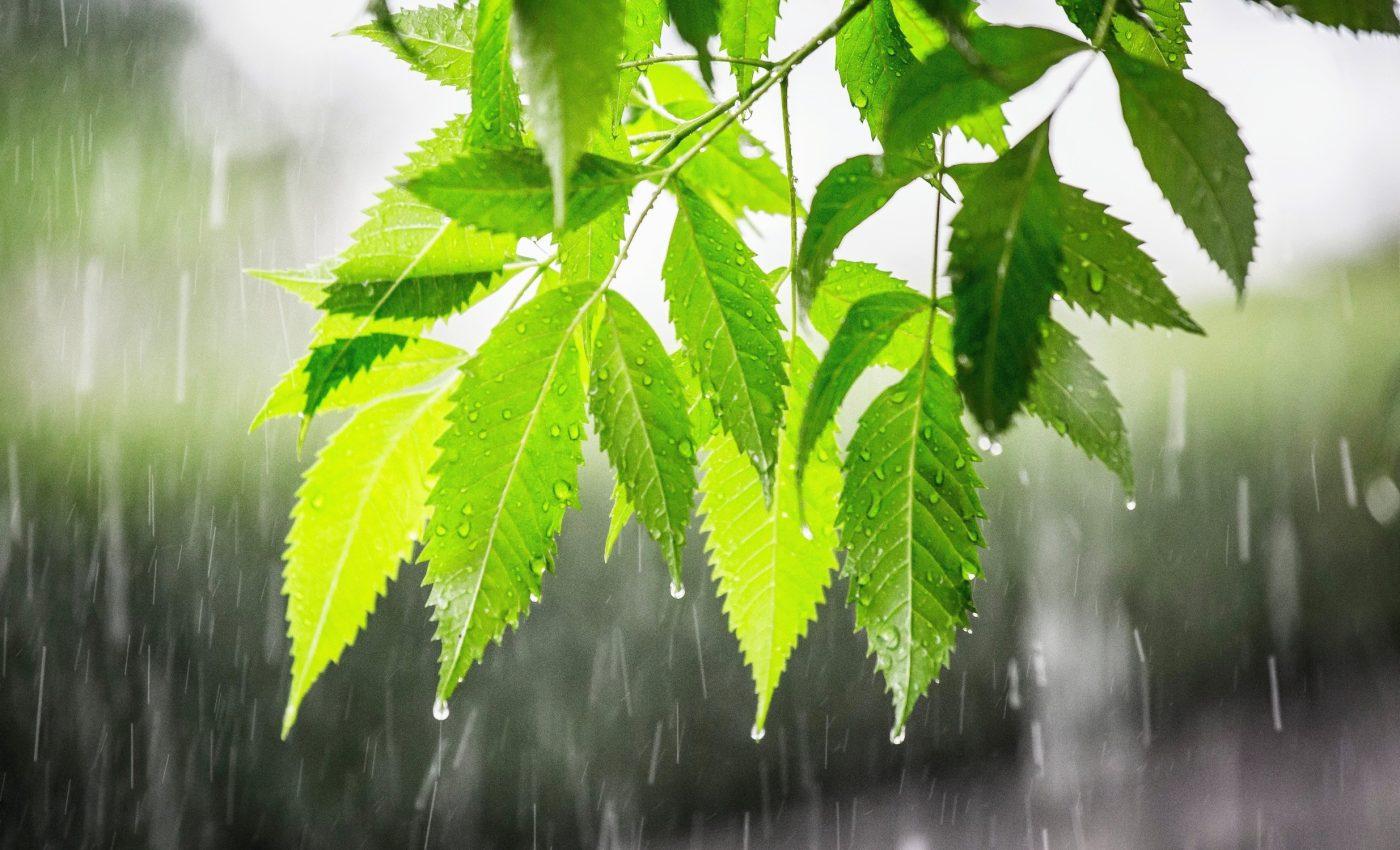 Plants use unique strategies to budget water in the wild - Earth.com