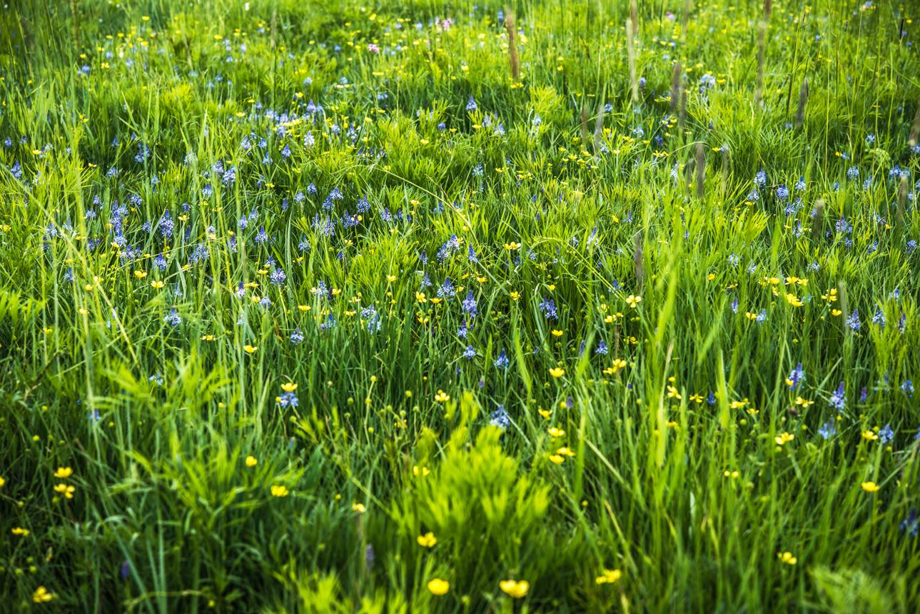 Wet Meadow with Blooming Scilla Litardierei at Planinsko polje, Natura 2000